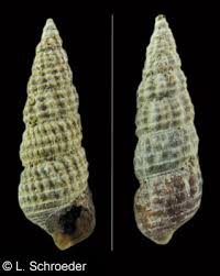 Attēlu rezultāti vaicājumam “Cetrelia sp.”