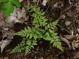Attēlu rezultāti vaicājumam “Cystopteris fragilis”