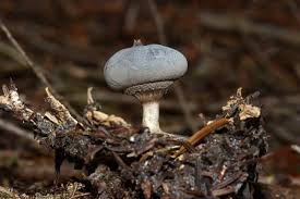 Attēlu rezultāti vaicājumam “Geastrum pectinatum”