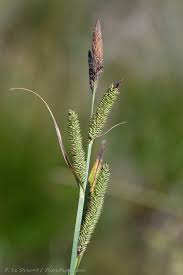 Attēlu rezultāti vaicājumam “Carex riparia”