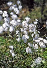 Attēlu rezultāti vaicājumam “Eriophorum angustifolium flower”