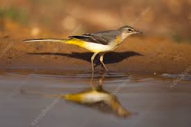 Attēlu rezultāti vaicājumam “Motacilla cinerea”