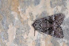 Attēlu rezultāti vaicājumam “Papestra biren”