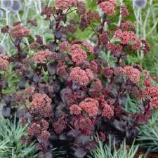 Attēlu rezultāti vaicājumam “Hylotelephium maximum”