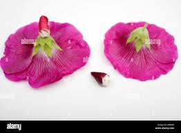 Attēlu rezultāti vaicājumam “Alcea rosea bud”