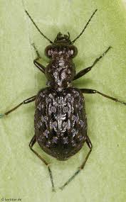 Attēlu rezultāti vaicājumam “Elaphrus cupreus”