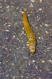 Attēlu rezultāti vaicājumam “Haemopis sanguisuga”