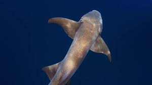 Image result for Ginglymostoma cirratum