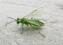 Attēlu rezultāti vaicājumam “Rhogogaster picta”