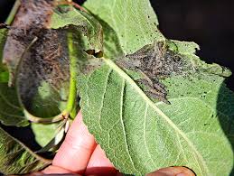 Attēlu rezultāti vaicājumam “Yponomeuta malinellus / cagnagella”