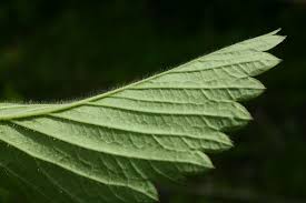 Attēlu rezultāti vaicājumam “Fragaria moschata”