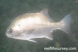 Image result for Diplodus capensis