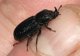 Attēlu rezultāti vaicājumam “Sinodendron cylindricum female”