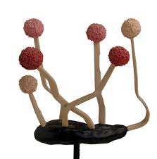 Attēlu rezultāti vaicājumam “Claviceps purpurea”