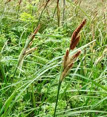 Attēlu rezultāti vaicājumam “Carex acutiformis fruit”