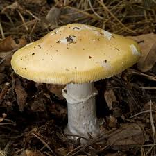 Attēlu rezultāti vaicājumam “Amanita”