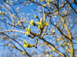 Attēlu rezultāti vaicājumam “Cydonia oblonga flower”
