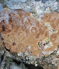 Attēlu rezultāti vaicājumam “Phellinus laevigatus”