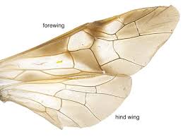 Attēlu rezultāti vaicājumam “Rhogogaster picta”
