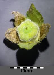 Attēlu rezultāti vaicājumam “Malva moschata bud”