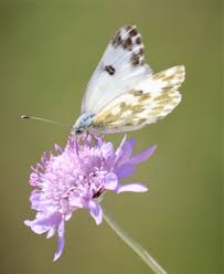 Attēlu rezultāti vaicājumam “Pontia edusa underside”