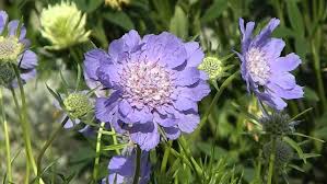 Image result for scabiosa caucasica