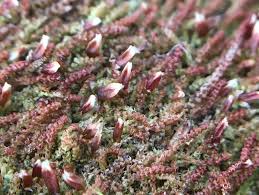 Attēlu rezultāti vaicājumam “Nowellia curvifolia sporophyte”