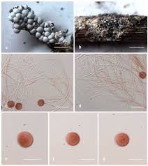 Attēlu rezultāti vaicājumam “Diderma chondrioderma sessile”