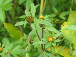 Attēlu rezultāti vaicājumam “Bidens tripartita”