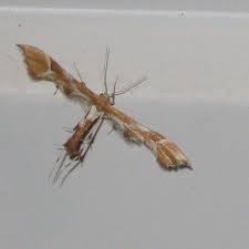 Attēlu rezultāti vaicājumam “Cnaemidophorus rhododactyla”