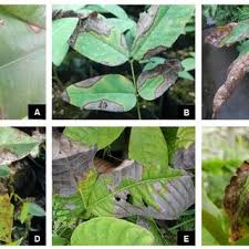 Attēlu rezultāti vaicājumam “Melampsoridium sp.”