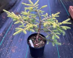 Attēlu rezultāti vaicājumam “Picea abies fo. virgata leaf”