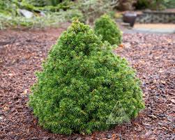 Attēlu rezultāti vaicājumam “Picea abies fo. virgata leaf”