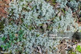 Attēlu rezultāti vaicājumam “Cladonia rangiferina”