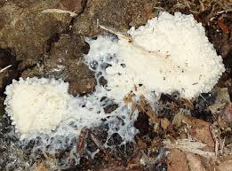 Attēlu rezultāti vaicājumam “Stemonitidaceae”