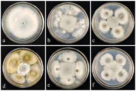 Attēlu rezultāti vaicājumam “Rhabdoweisia fugax sporophyte”