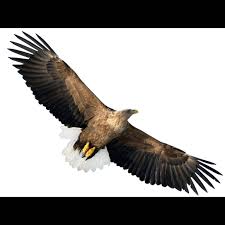 Image result for Haliaeetus albicilla