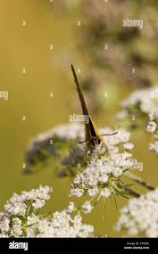 Attēlu rezultāti vaicājumam “Thecla betulae underside”
