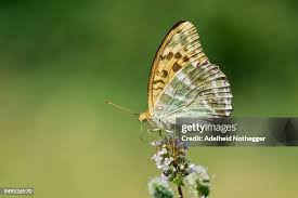 Attēlu rezultāti vaicājumam “Argynnis adippe underside”