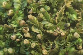 Attēlu rezultāti vaicājumam “Jungermanniopsida”