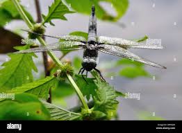 Attēlu rezultāti vaicājumam “Libellula fulva”