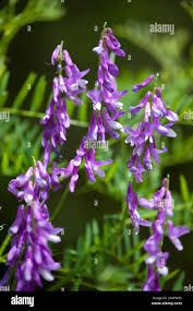 Attēlu rezultāti vaicājumam “Vicia tenuifolia flower”