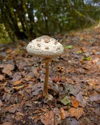 Attēlu rezultāti vaicājumam “Macrolepiota”