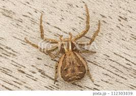 Attēlu rezultāti vaicājumam “Xysticus cristatus”