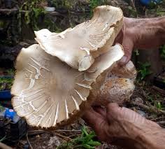 Image result for macrocybe titans