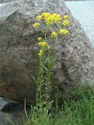 Attēlu rezultāti vaicājumam “Bunias orientalis”