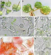 Attēlu rezultāti vaicājumam “Chrysosplenium alternifolium leaf”