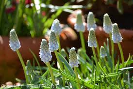 Attēlu rezultāti vaicājumam “Muscari armeniacum flower”
