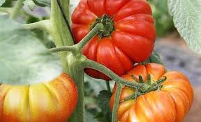 Afbeeldingsresultaat voor marmande jaune tomato