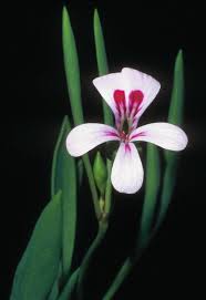 Attēlu rezultāti vaicājumam “Conardia compacta macro”